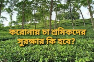 করোনায় চা শ্রমিকদের সুরক্ষার কি হবে?